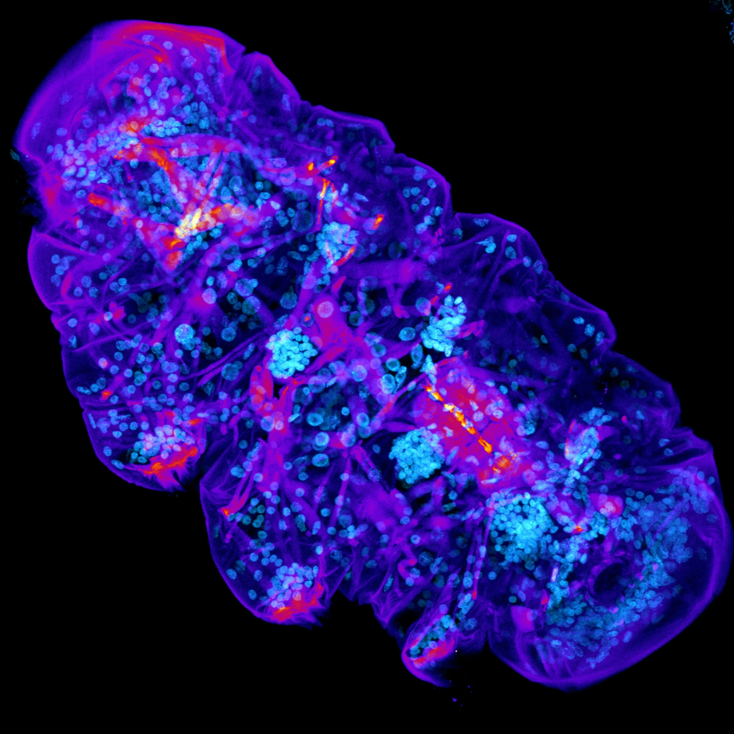 Life Science mikroskopie