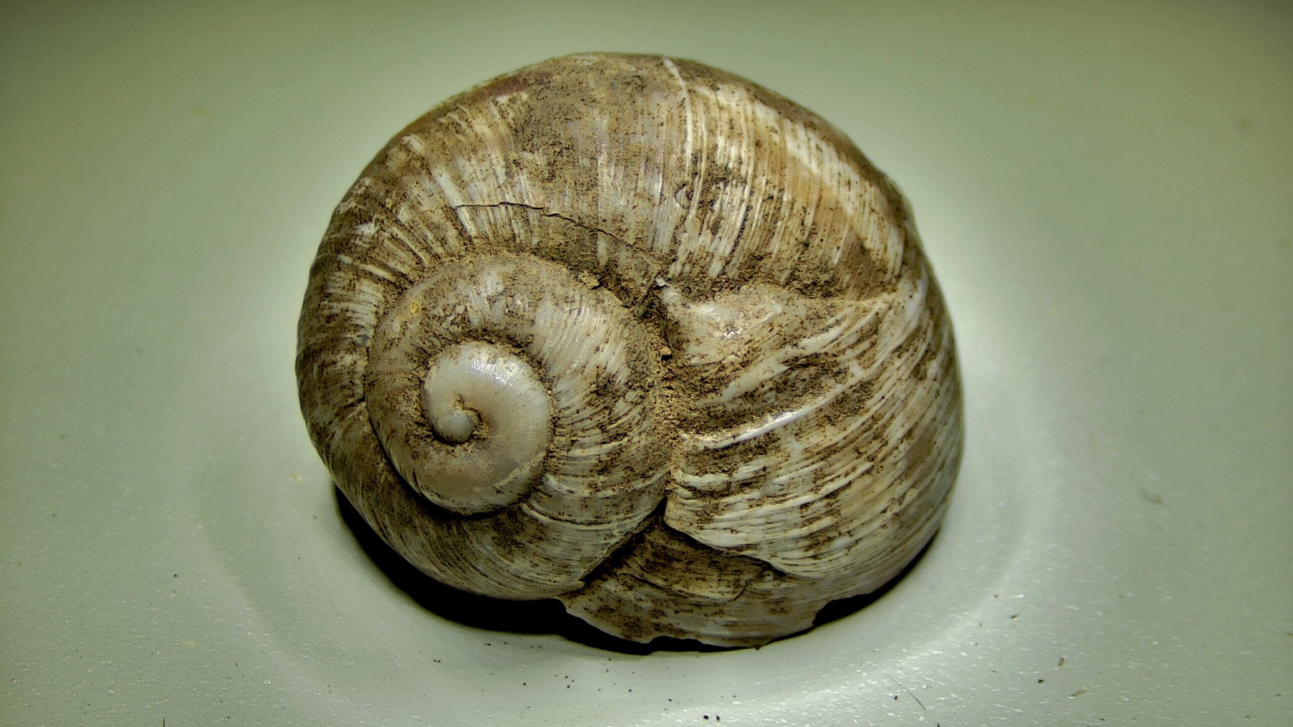 Ulita plže pozorovaná stereomikroskopem