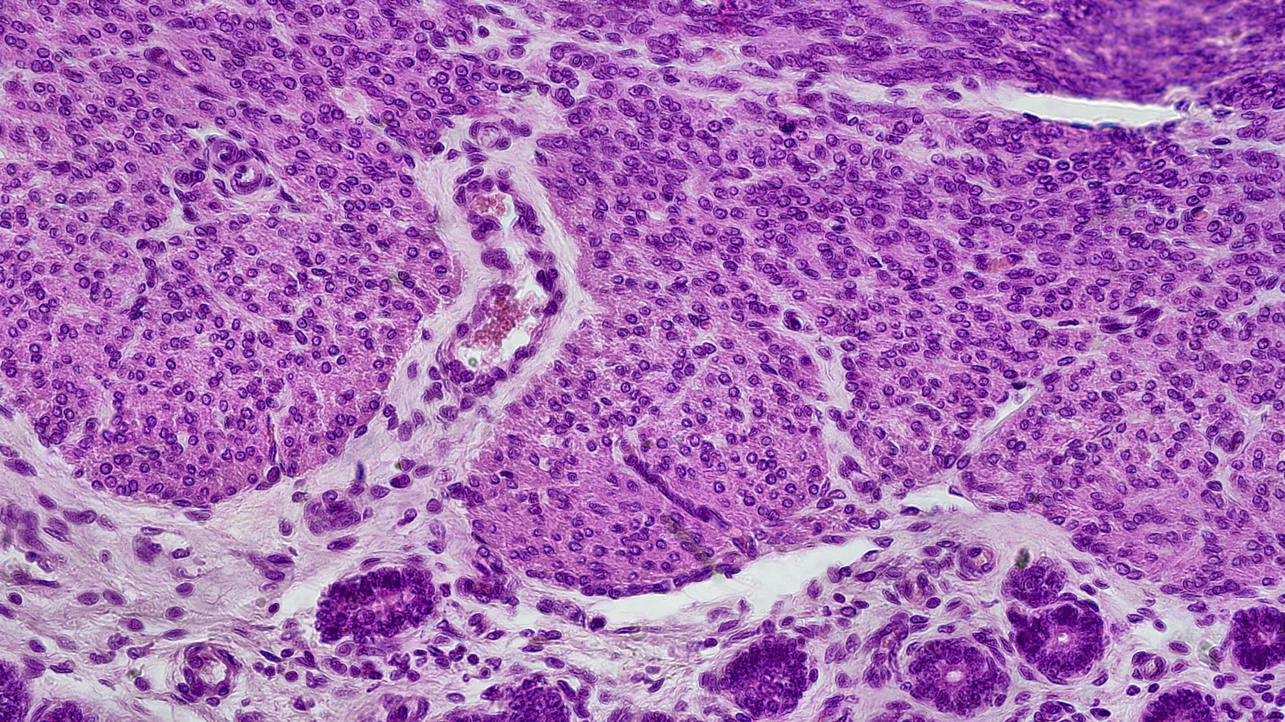 Barvený histologický preparát pod biologickým mikroskopem